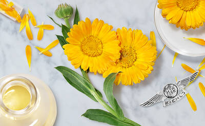 A flat lay of vibrant yellow flowers with petals scattered on a marble surface, accompanied by a glass container and a Kiehl's logo.