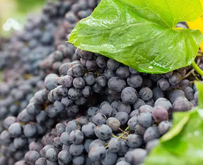A close-up of dark purple grapes nestled among green leaves, glistening with moisture.