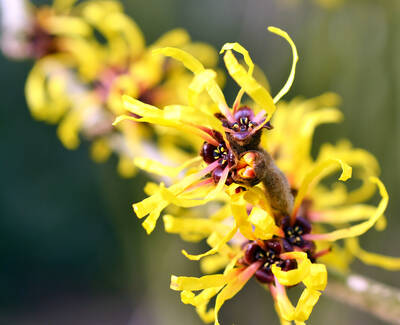 Close-up of vibrant yellow flowers with frilly petals and dark centers, arranged along a slender branch.