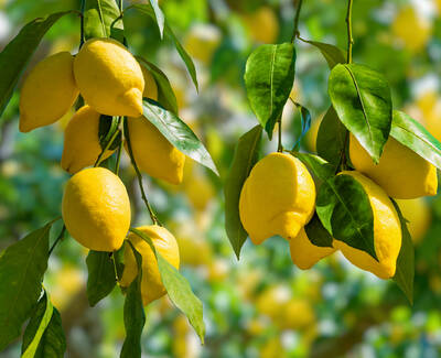 Two clusters of ripe yellow lemons hanging from green leaves on a tree, with a blurred background of lush greenery.