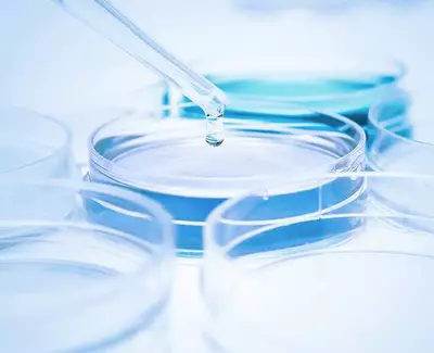 A drop of liquid is being added to a petri dish with multiple dishes visible in the background, creating a laboratory setting.