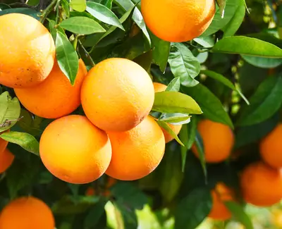 A close-up of ripe oranges hanging from a green leafy branch in sunlight.