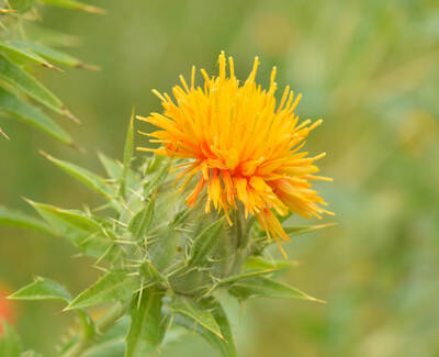 A vibrant orange thistle flower surrounded by green, spiky foliage.