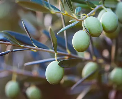 A close-up of green olives growing on an olive tree branch, surrounded by slender, dark green leaves.