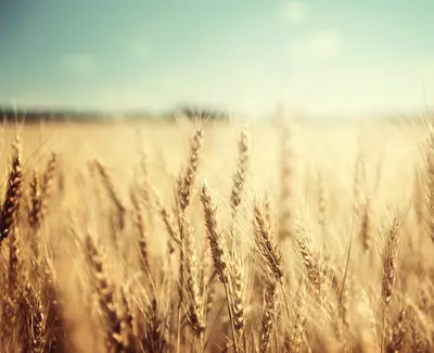 A close-up view of golden wheat stalks swaying in a field under a bright blue sky, with a blurred background for a dreamy effect.