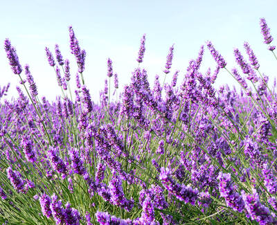 A field of vibrant lavender flowers swaying gently in the breeze under a clear blue sky.
