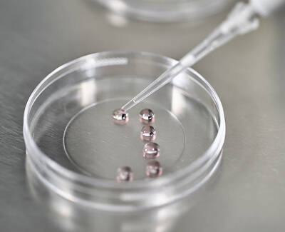 A close-up of a petri dish containing small, glistening droplets, with a pipette poised above one of the droplets, suggesting a laboratory setting focused on scientific experimentation.