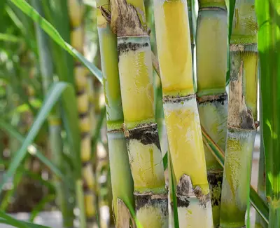 Close-up of vibrant green and yellow sugarcane stalks, showing their textured surface and lush surrounding foliage.